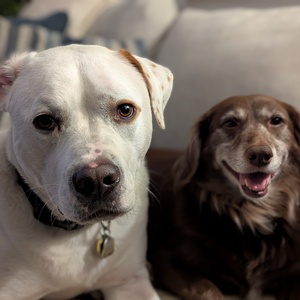 Fundraising Page: Nicole Brouillette